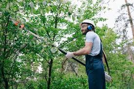 Enhance Your Greenery: Professional Tree Trimming in Port Orange post thumbnail image